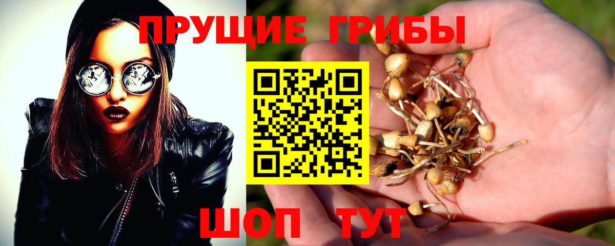 Галлюциногенные грибы Psilocybe Обнинск